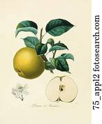 Antique Botanical Illustration of an Apple (color printed and hand-finished stipple engraving)., 1846 Antique Botanical Illustration of an Apple (color printed and hand-finished stipple engraving)., 1846