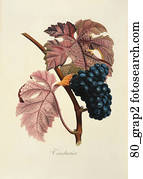 Antique Botanical Illustration of Black Grapes (color printed and hand-finished stipple engraving)., 1846 Antique Botanical Illustration of Black Grapes (color printed and hand-finished stipple engraving)., 1846