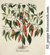 Antique Botanical Illustration of Chile Peppers (hand-colored copper engraving)., c. 1640 Antique Botanical Illustration of Chile Peppers (hand-colored copper engraving)., c. 1640