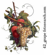 Antique Botanical Illustration of Grapes (hand-colored stipple engraving)., 1804 Antique Botanical Illustration of Grapes (hand-colored stipple engraving)., 1804