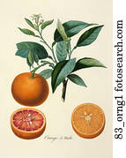 Antique Botanical Illustration of Orange Tree (color printed and hand-finished stipple engraving)., 1846 Antique Botanical Illustration of Orange Tree (color printed and hand-finished stipple engraving)., 1846