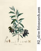 Antique Botanical Illustration of Olives (color printed and hand-finished stipple engraving).,1846