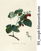 Antique Botanical Illustration of Raspberries (color printed and hand-finished stipple engraving)., 1846 Antique Botanical Illustration of Raspberries (color printed and hand-finished stipple engraving)., 1846