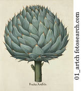 Antique Botanical Illustration of Artichoke (hand-colored copper engraving)., c. 1640 Antique Botanical Illustration of Artichoke (hand-colored copper engraving)., c. 1640