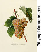Antique Botanical Illustration of Green Grapes (color printed and hand-finished stipple engraving)., 1846 Antique Botanical Illustration of Green Grapes (color printed and hand-finished stipple engraving)., 1846