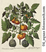 Antique Botanical Illustration of Tomatoes and Squash (hand-colored copper engraving)., c. 1640 Antique Botanical Illustration of Tomatoes and Squash (hand-colored copper engraving)., c. 1640