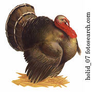 vindima, ilustração, de, turquia ação graças