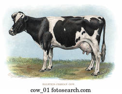 Vintage Illustration of Dairy Cow Vintage Illustration of Dairy Cow