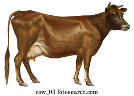 Vintage Illustration of Dairy Cow (Jersey) Vintage Illustration of Dairy Cow (Jersey)