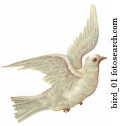 vitoriano, dado, corte, ilustração, de, um, pomba