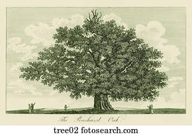 Antique Engraving of a Large Oak Tree, Antique Engraving of a Large Oak Tree,