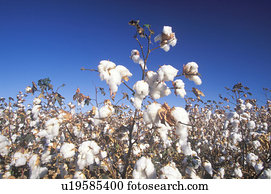 campo algodão